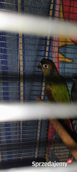 Rudosterka Zielonolica wielkopolskie