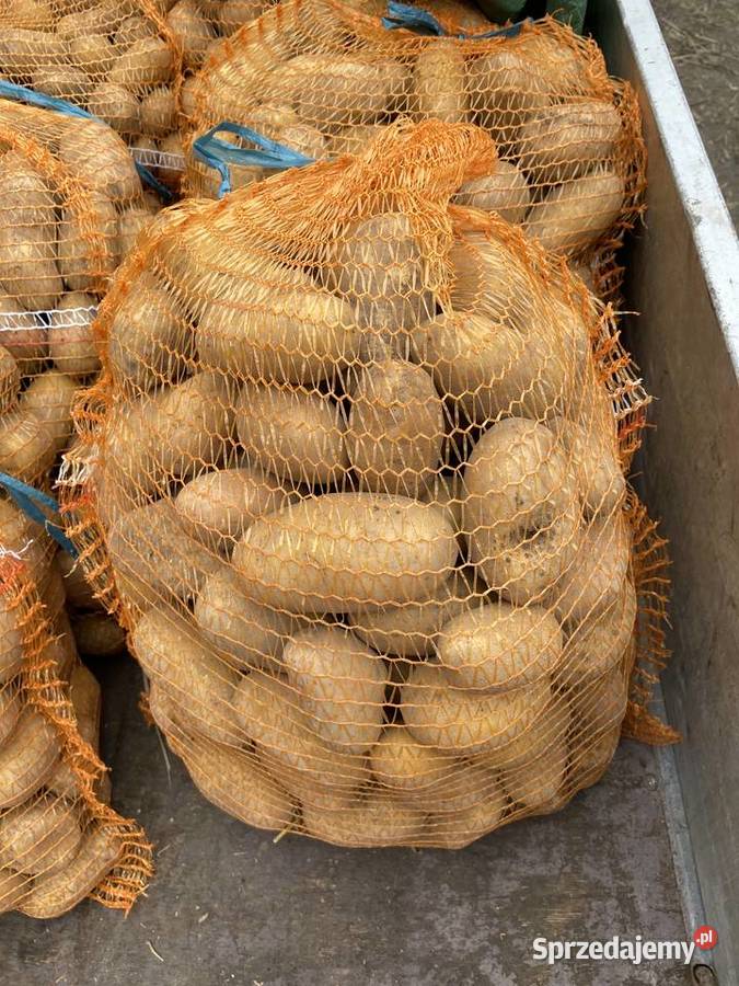 Sprzedam ziemniaki jadalne i sadzeniaka queen Rośliny okopowe kujawsko-pomorskie Połajewo