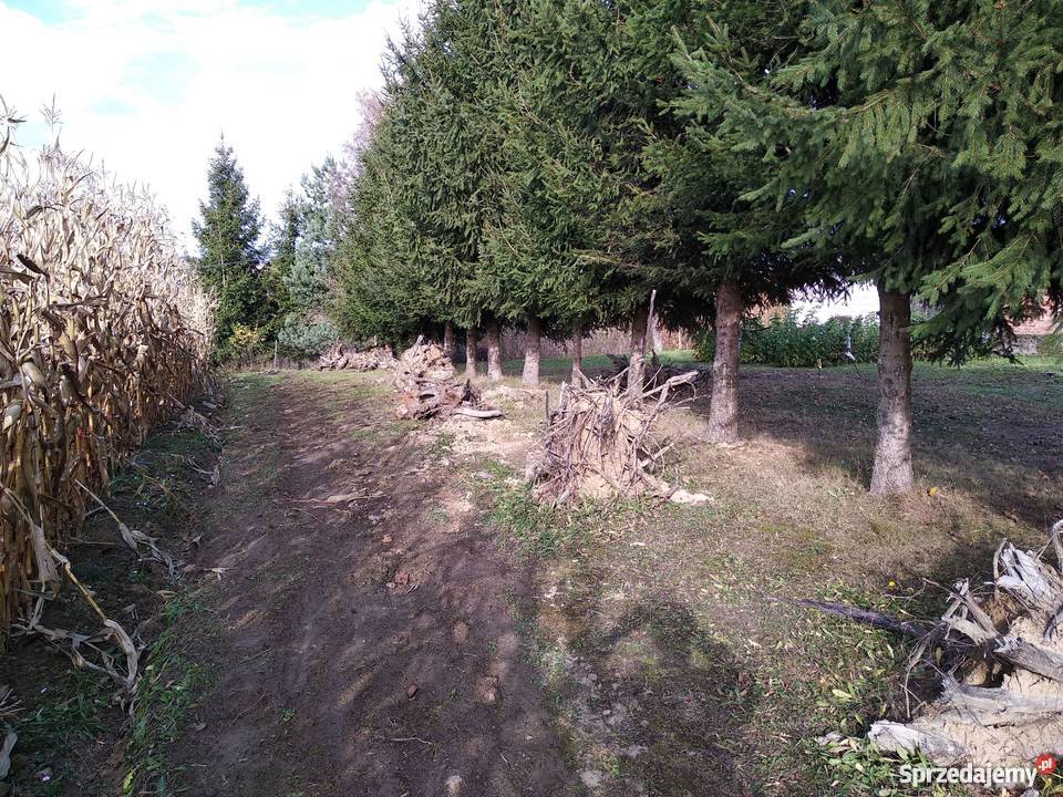 Korzenie jabłoń Kombornia