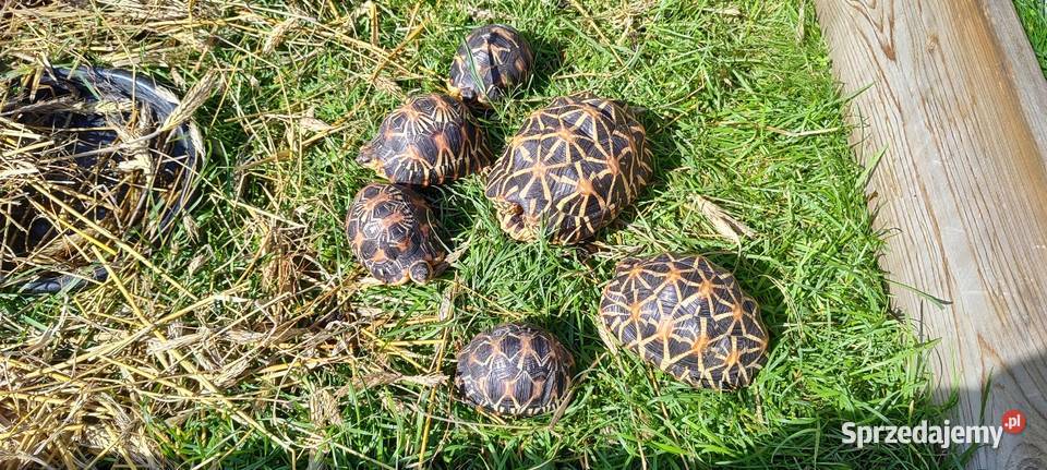 Żółwie gwieździste i promieniste Krapkowice