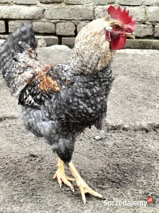 Koguty green shill Drób i ptactwo sprzedam
