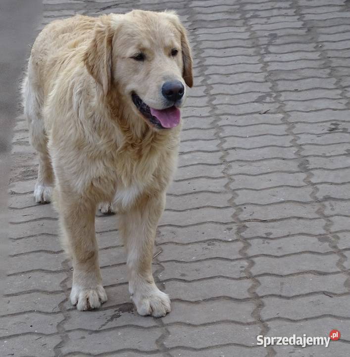 Golden retriever 7 miesięczne Przysucha