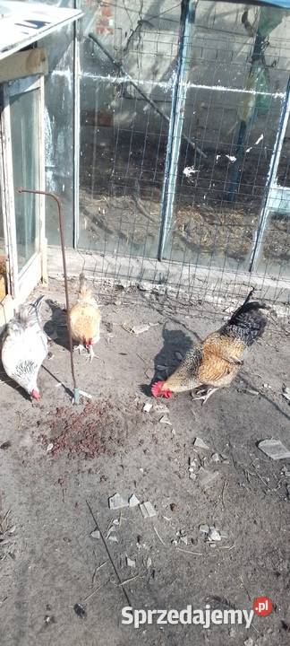 Sprzedam jaja lęgowe kur rasy green shell