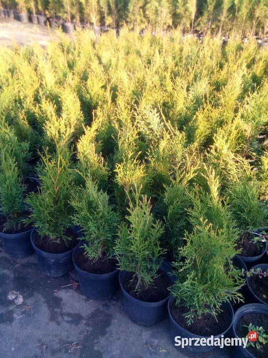 Tuja szmaragd tuje thuja smaragd szmaragdowa Krosno