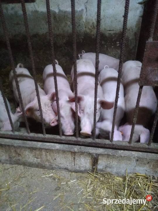 Sprzedam prosięta waga średnia 3334 Kłudzice