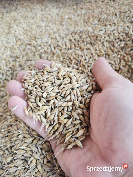Jęczmień ozimy Krzcin