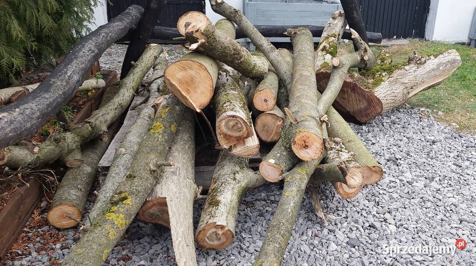 Orzech Wloski Drzewo Opole Lubelskie