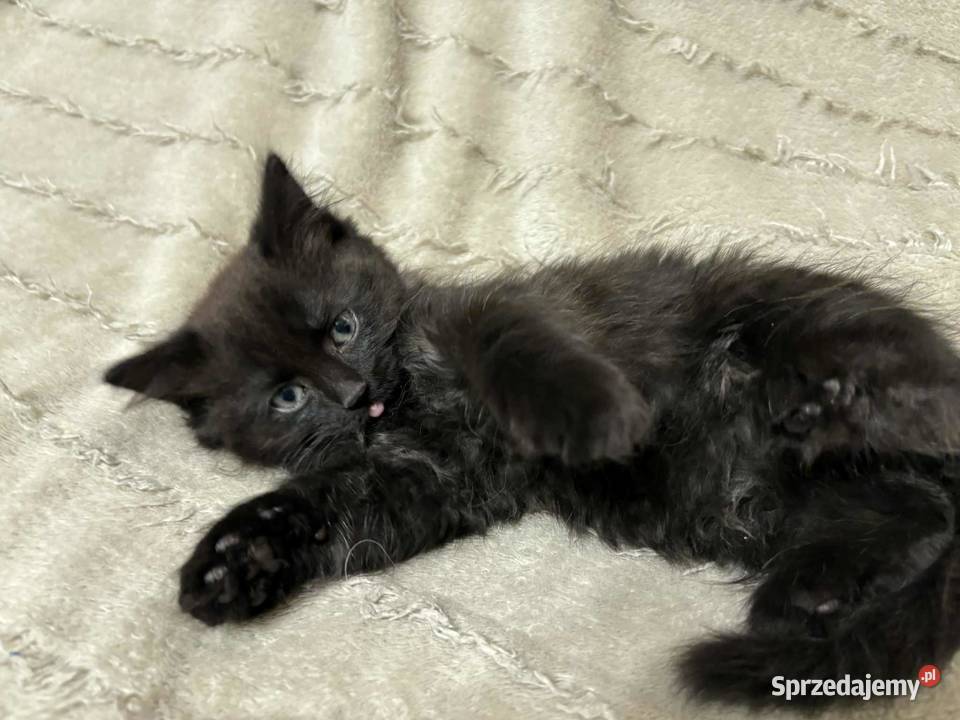 SPRZEDAM KOTA SYBERYJSKIEGO SAMIEC Koty Szastarka