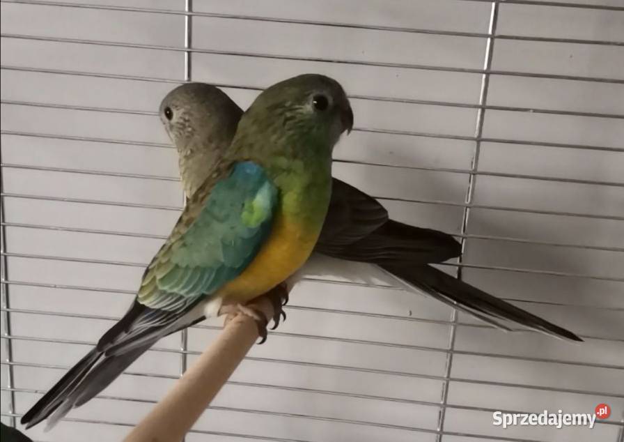 papuga świergotka Łódź sprzedam