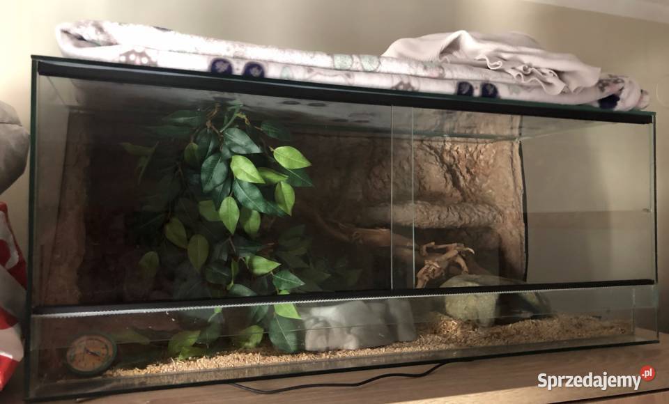 Królewski Pyton Do Adopcji Kraków