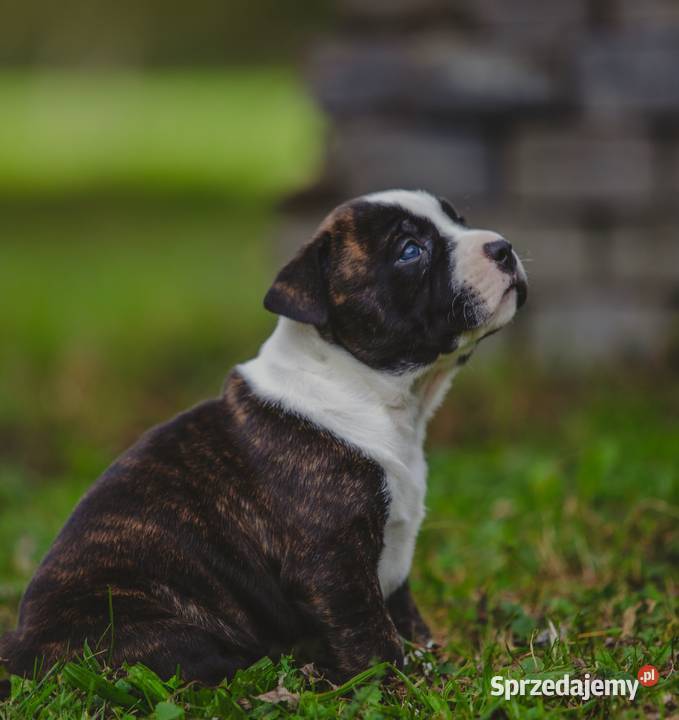 Sprzedam szczeniaki rasy Amstaff z rodowodem śląskie Skrzyszów sprzedam