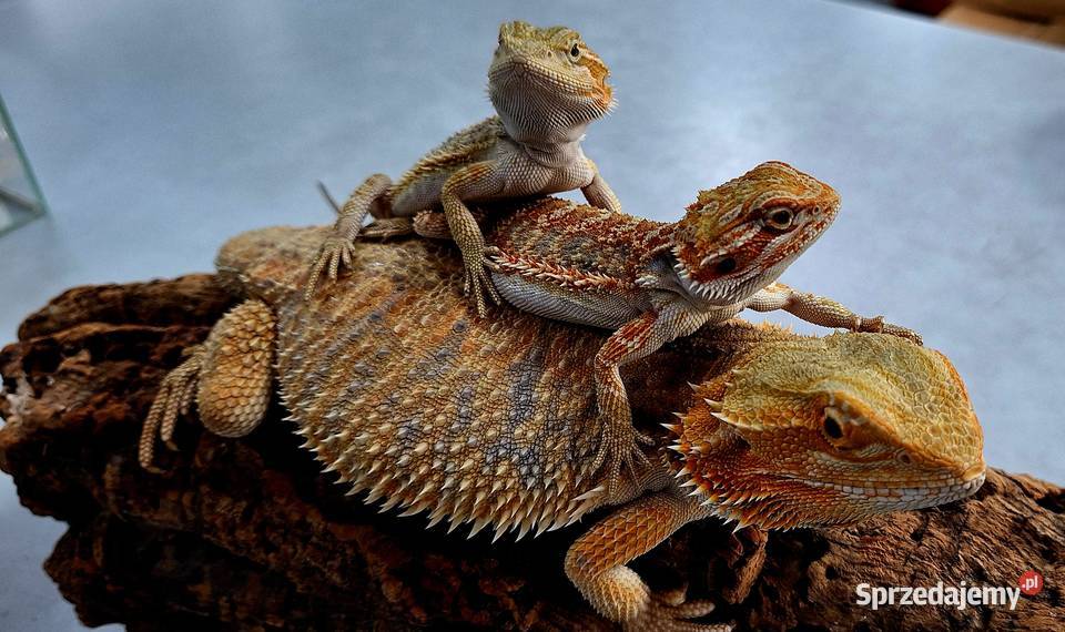 Agama brodata samiczka Wołomin