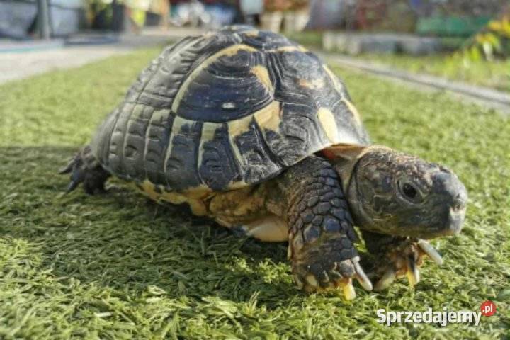 Sprzedam żółwia i terrarium sprzedam