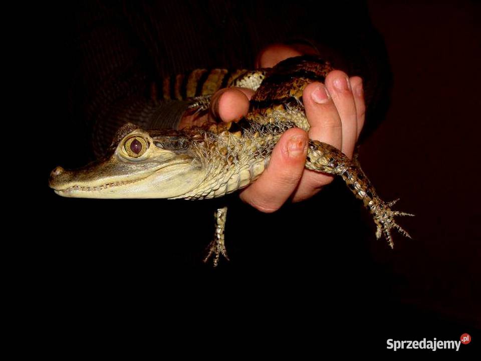 Sprzedam młode Kajmany okularowe Caiman
