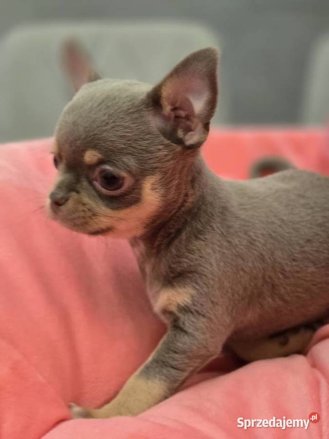 Chihuahua Liliowa podpalana XXS Bielsko-Biała