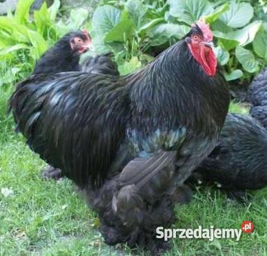 kurki młode kaczki pekinymulardy gąski Krzykosy