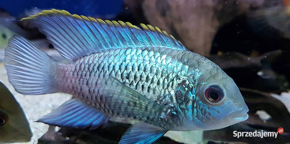 Akara ELECTRIC BLUE Acara SPRAWDZ NASZE Gdańsk