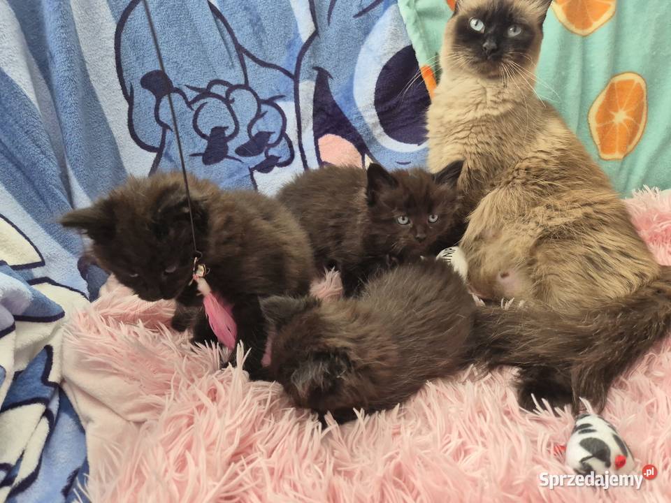 CZARNE Syberyjskie Kocurki rodowód FPL Stary Broniszew