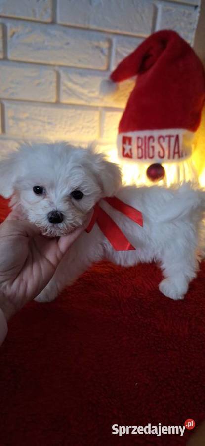 Maltanczyk szczeniak 2 suczki Gniezno