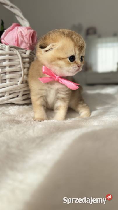 Kotek szkocki złoty Scottish fold Do rezerwacji Wrocław