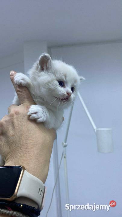 Kocięta Ragdoll z hodowli FiFeFLP Aleksandrów Łódzki sprzedam