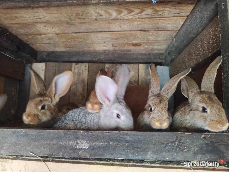 Króliki króliki chodowlane Kościan