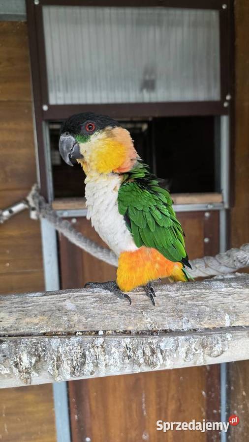 Amazonka Barwinka para lęgowa śląskie Ornontowice sprzedam