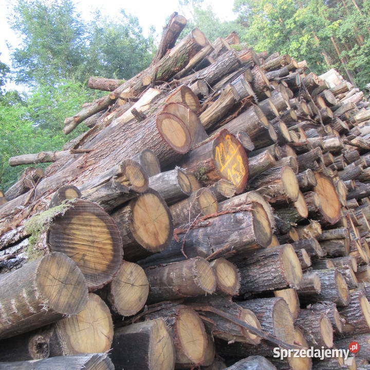 Dąb buk i grab wałkicieńszytańszy Luszowice sprzedam