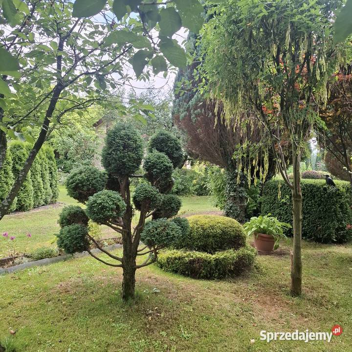 Działka ROD Góra Zabelecka w Nowym Sączu Nowy Sącz sprzedam