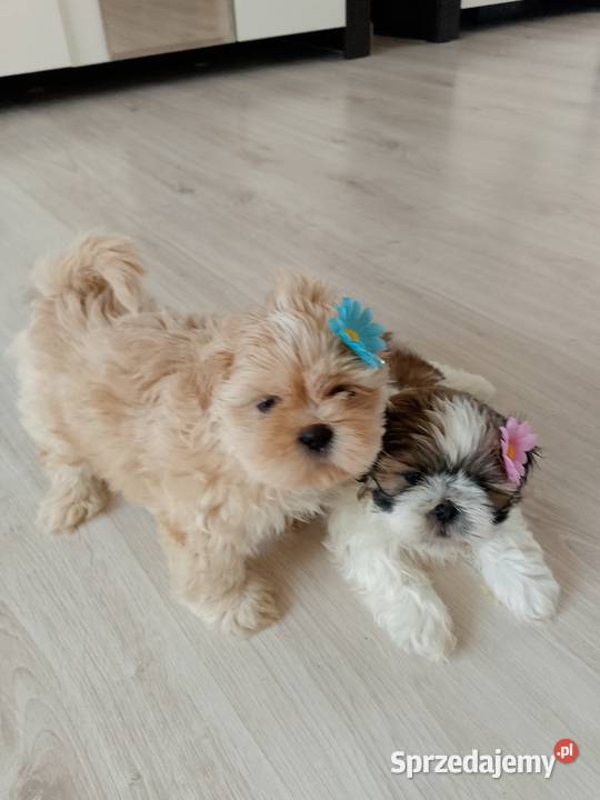 Do odbioru jasny piesek rasy ShihTzu Namysłów
