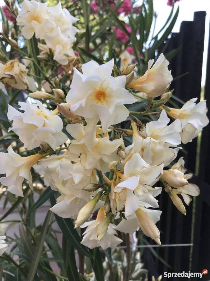 Sadzonki oleander Brzeźnica