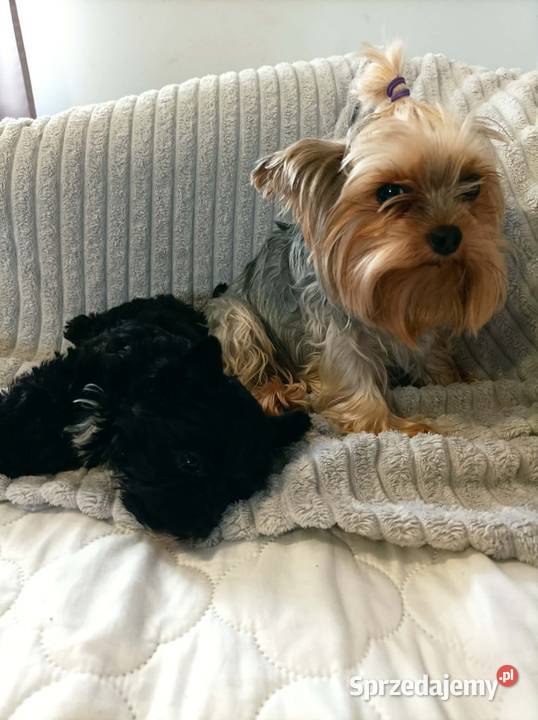 York terrier Black piesek Kazimierz Dolny