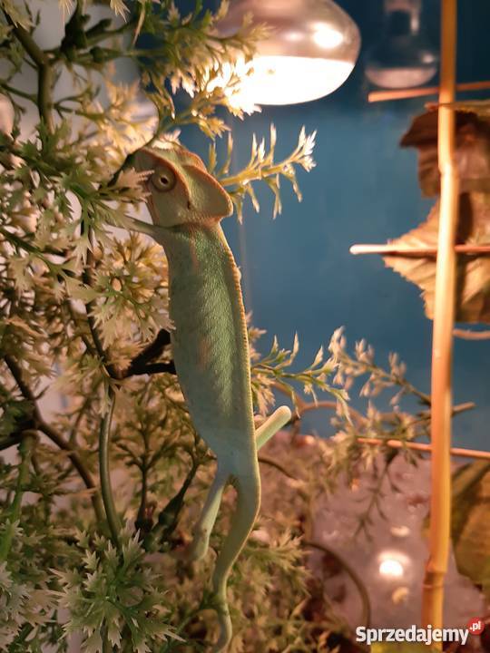 Młode Kameleony jemeńskie Łódź