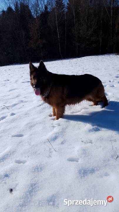 Sprzedam Szczeniaki Owczarki Niemieckie Owczarek Ropczyce sprzedam