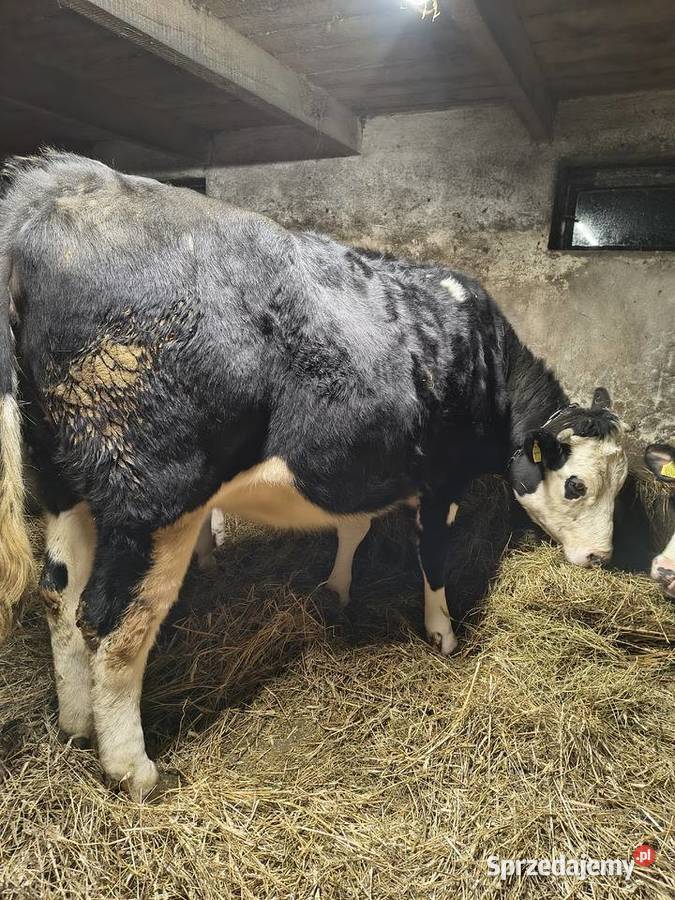 Sprzedam jałówki cielne