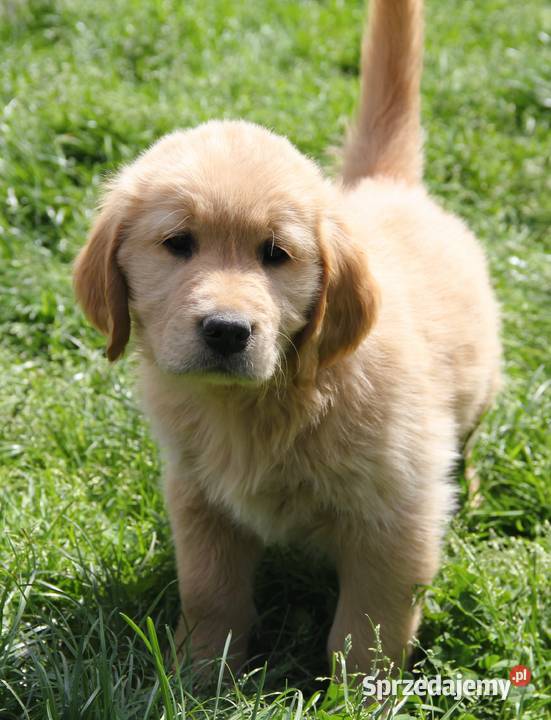 Chłopczyk linii Amerykański Golden Retriever Kędzierzyn-Koźle