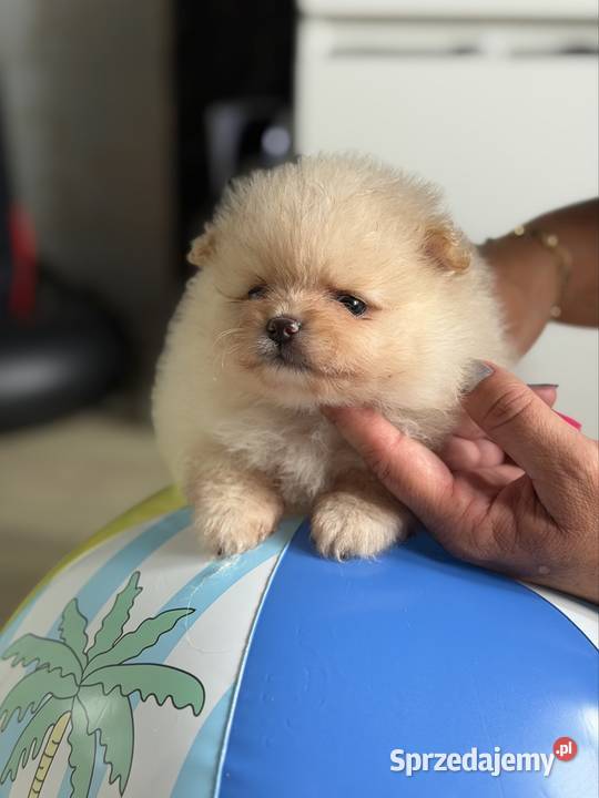 Szpic miniaturowy pomeranian dziewczynka