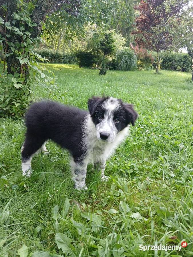 Border collie śliczny piesek Psy Toruń