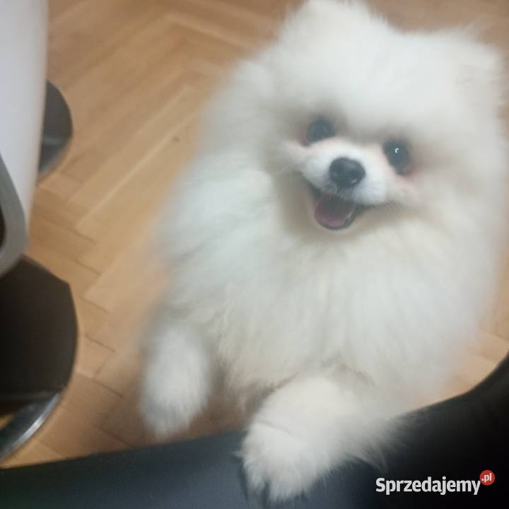 Szpic miniaturowyPomeranian Szpic miniaturowy Łowicz