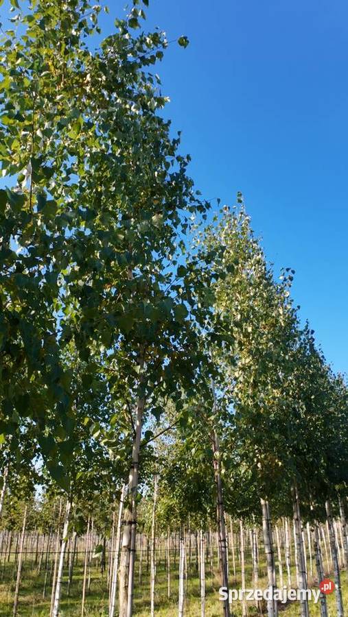 Brzoza brodawkowata Białystok