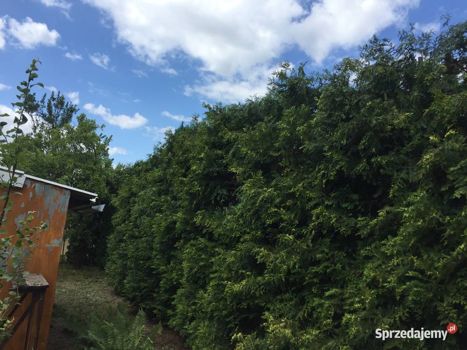 Sprzedam działkę ROD Jaroszówka Białystok sprzedam