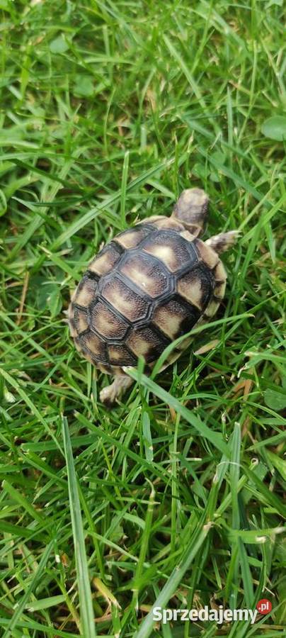 Żółw grecki Testudo hermanni sprzedam Gady i płazy Dąbrowa Górnicza