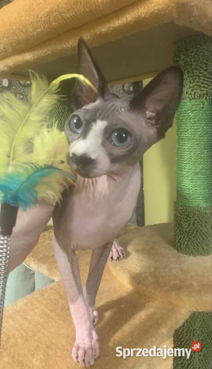 Sfinks Kanadyjski Do odbioru koteczką Rodowód