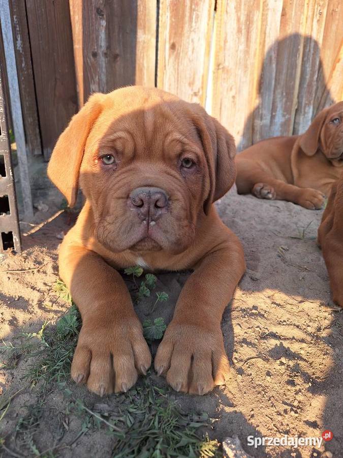Szczeniak Dogue de Bordeaux