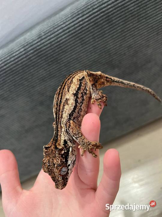 Gekon gargulcowy samica 4 sztuki Gady i płazy Bielsko-Biała