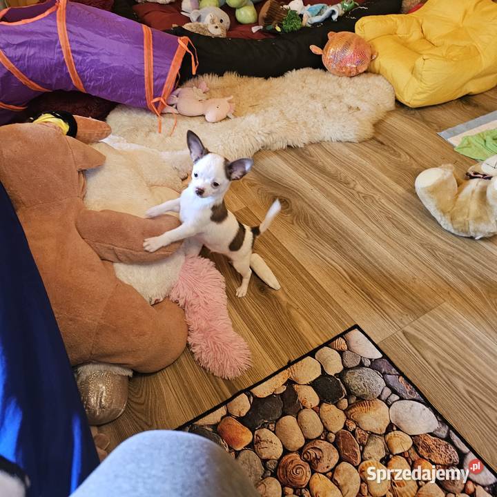 Chihuahua jedyny taki piesek mądry Całuśny zachodniopomorskie Kołobrzeg