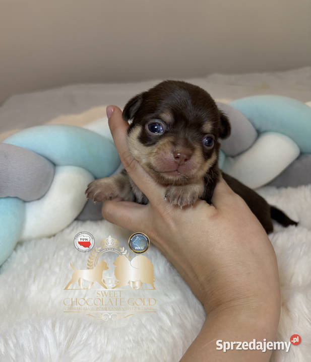 Chihuahua piesek krótkowłosy Choco Tan badania