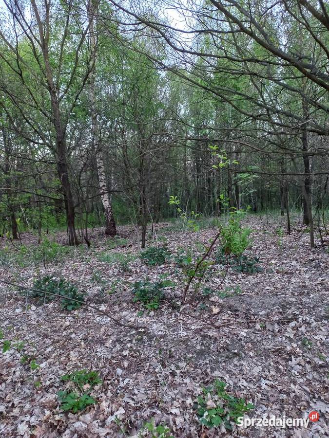 Sprzedam działkę budowlaną 30 arów Brzeźnica Sprzedaż