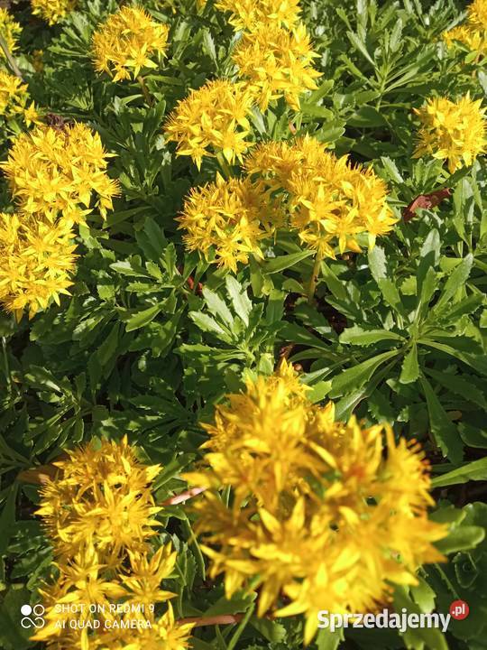 Rozchodnik kamczacki odm amurska żółty Nowy Sącz