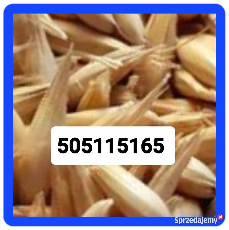 Sprzedam pszenżyto Łosice sprzedam